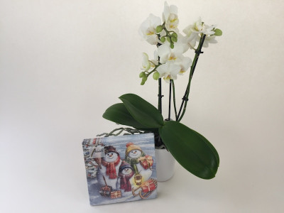 Phalaenopsis "Familie Schneemann"