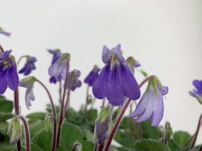 Petrocosmea sericea