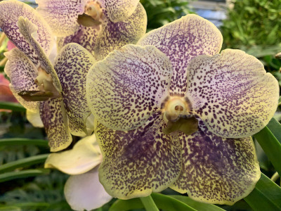 Vanda Golden Burgundry