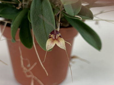 Masdevallia nidifica 'Red'