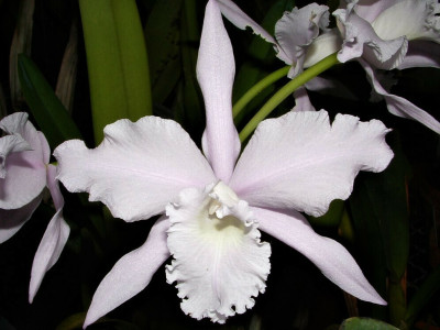 Laelia lobata 'amesiana'