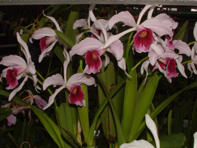 Laelia purpurata 'vinocolor'