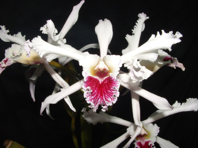 Laelia crispa