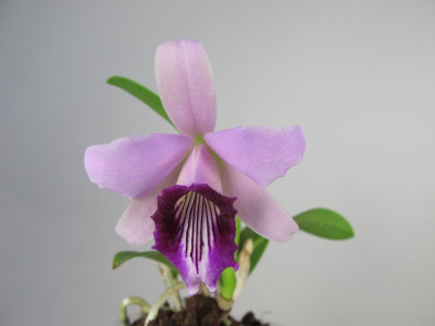 Laelia dayana