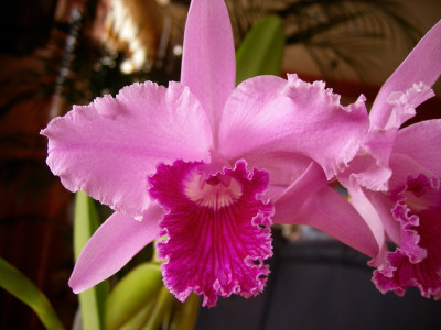 Laelia lobata