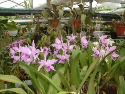 Laelia lobata 'coerulea'