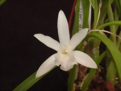 Laelia lundii 'alba'