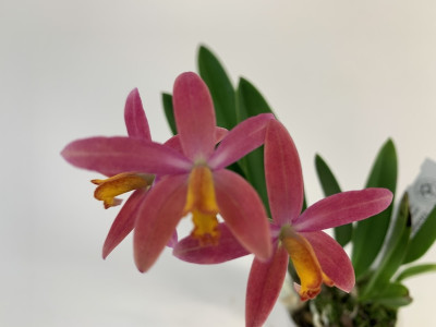 Laelia milleri x lucasiana (frisch getopft, blühstark)