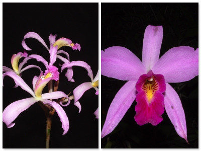 Laelia Nemesis