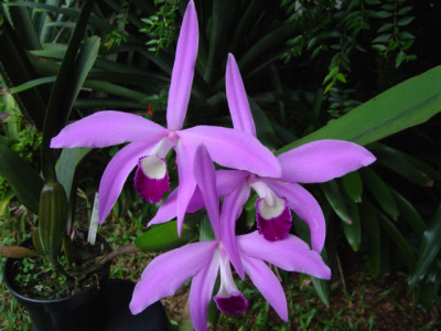 Laelia perrinii