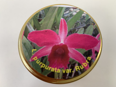 Laelia purpurata 'rubra' (im sterilen Glas)