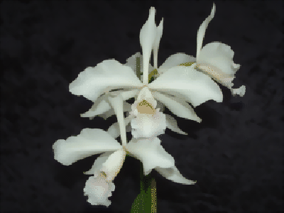 Laelia purpurata 'canhanduba'