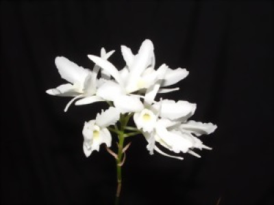 Laelia rubescens 'alba'