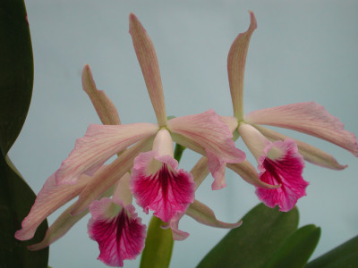 Laelia tenebrosa 'Kupferkönig' SM/DOG x Laelia fidelensis 