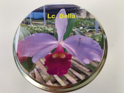 Laeliocattleya Bella (im sterilen Glas)