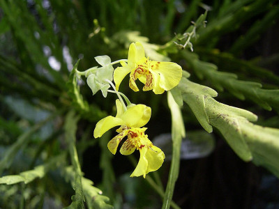 Lockhartia oerstedii