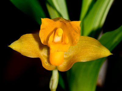 Lycaste aromatica