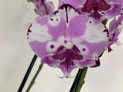 Phalaenopsis Magic Art 'Kizz' (2 Rispen)