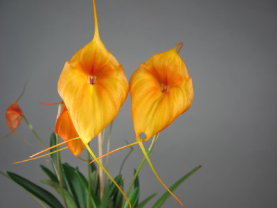 Masdevallia circe