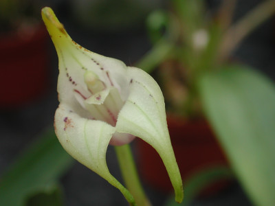 Masdevallia corriacea