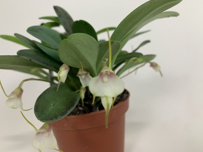 Masdevallia floribunda