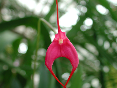 Masdevallia barlaeana