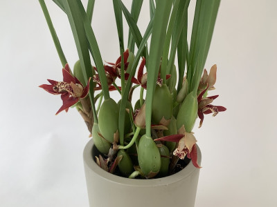 Maxillaria tenuifolia 