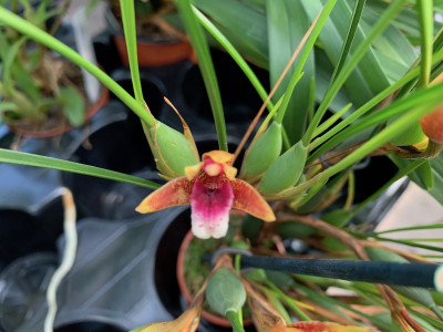 Maxillaria atrosanguinea