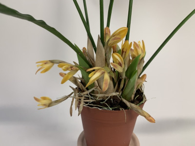 Maxillaria brunnea (blühstark, nicht in Knospe/Blüte)