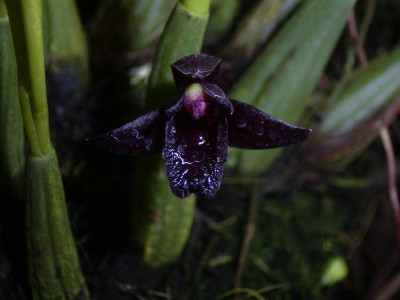 Maxillaria schunkeana