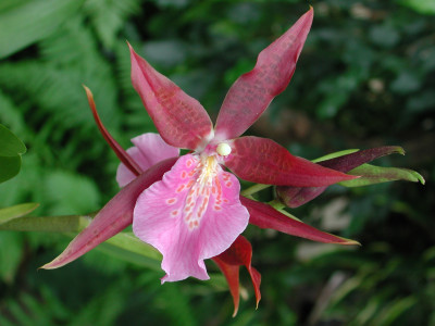 Miltassia Cairns 'New River'