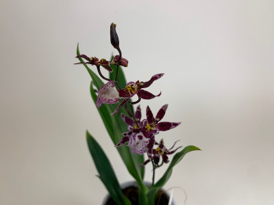 Oncidium Titanium Treasure