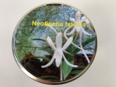 Neofenetia falcata (im sterilen Glas)