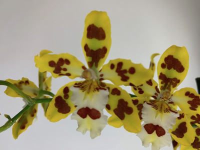 Odontocidium Remember Burkhard Holm (2 Rispen) 