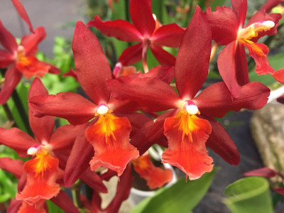 Odontoglossum Chayenne (2 Rispen)