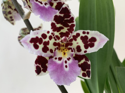 Odontoglossum Crispy Pink