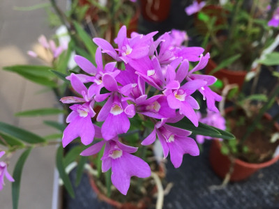 Oerstedella centradenia