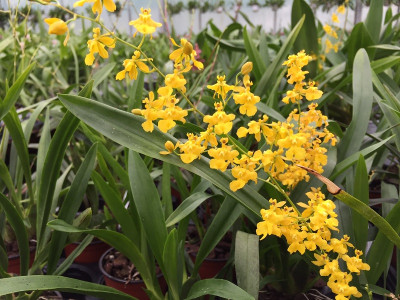 Oncidium Fragrancia x cheirophorum