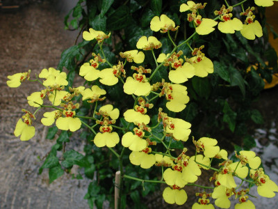 Oncidium Gower Ramsey 'Compact' | Orchideen-Wichmann.de - Highest  horticultural quality and experience since 1897