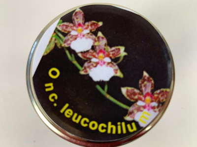 Oncidium leucochilum (im sterilen Glas)