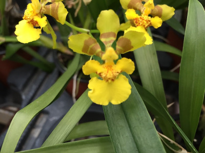 Oncidium longipes