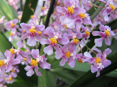 Oncidium ornithorhynchum (2 Rispen)