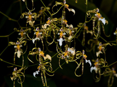 Oncidium phymatochilum