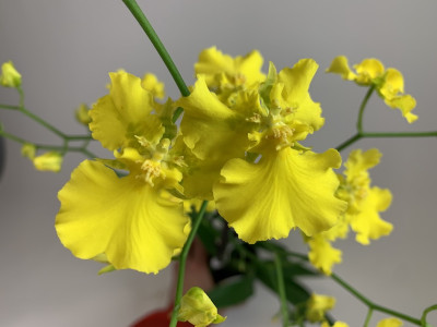 Oncidium Pure Yellow