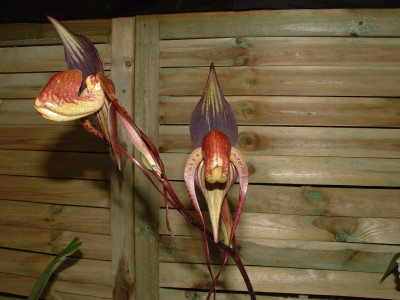 Paphiopedilum anitum