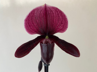 Paphiopedilum Black Jack x P. Vinicolor 'Schwarze Madonna' (1 Stiel)