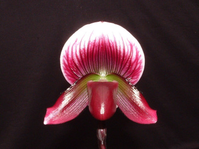 Paphiopedilum callosum 'vinicolor'