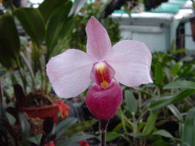 Paphiopedilum delenatii 'vinicolor' (Jgpfl.)