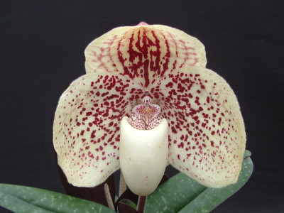 Paphiopedilum godefroyae