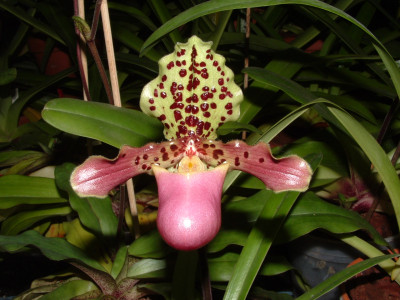 Paphiopedilum henryanum (Jgpfl.)